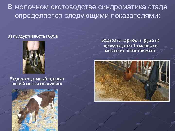 В молочном скотоводстве синдроматика стада определяется следующими показателями: а) продуктивность коров б)среднесуточный прирост живой