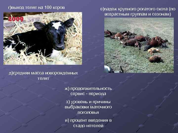 г)выход телят на 100 коров е)падеж крупного рогатого скота (по возрастным группам и сезонам)