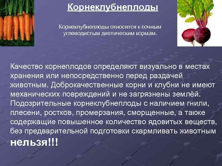 Корнеклубнеплоды относятся к сочным углеводистым диетическим кормам. Качество корнеплодов определяют визуально в местах хранения