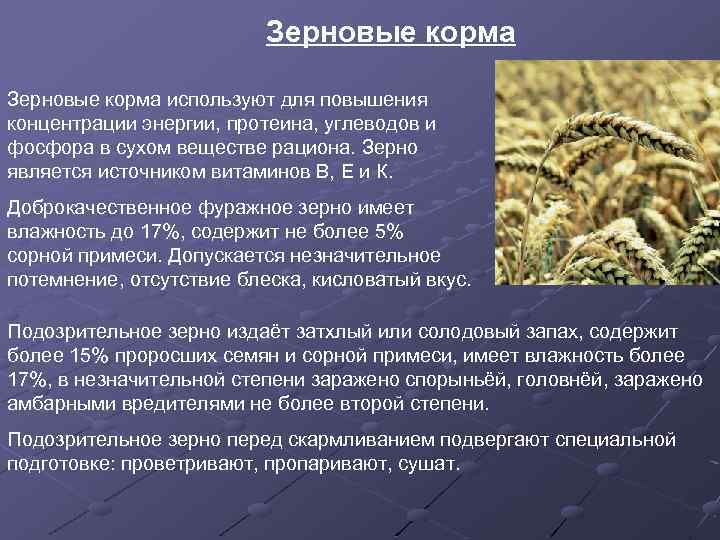 Зерновые корма используют для повышения концентрации энергии, протеина, углеводов и фосфора в сухом веществе