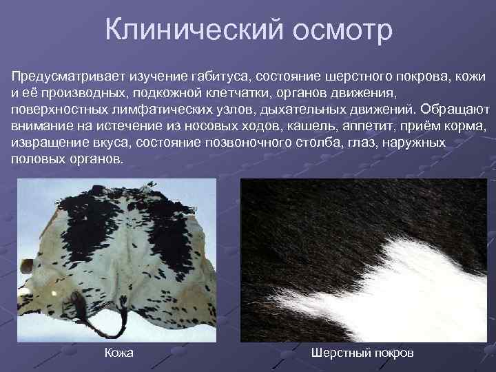 Клинический осмотр Предусматривает изучение габитуса, состояние шерстного покрова, кожи и её производных, подкожной клетчатки,