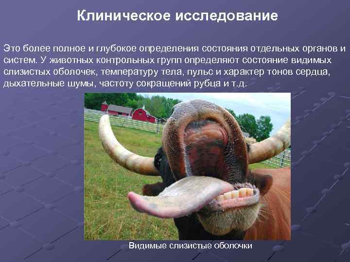 Клиническое исследование Это более полное и глубокое определения состояния отдельных органов и систем. У