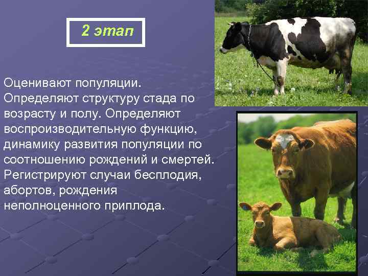 2 этап Оценивают популяции. Определяют структуру стада по возрасту и полу. Определяют воспроизводительную функцию,