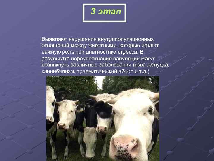 3 этап Выявляют нарушения внутрипопуляционных отношений между животными, которые играют важную роль при диагностике