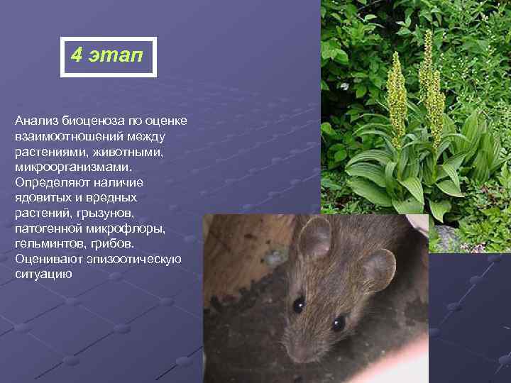 4 этап Анализ биоценоза по оценке взаимоотношений между растениями, животными, микроорганизмами. Определяют наличие ядовитых