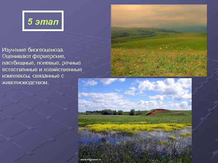 5 этап Изучение биогеоценоза. Оценивают фермерские, пастбищные, полевые, речные естественные и хозяйственные комплексы, связанные
