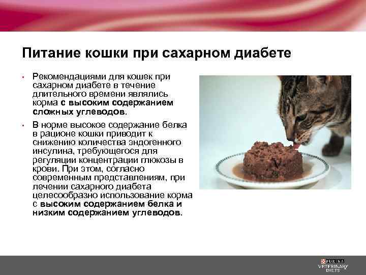 Питание кошки при сахарном диабете Рекомендациями для кошек при сахарном диабете в течение длительного