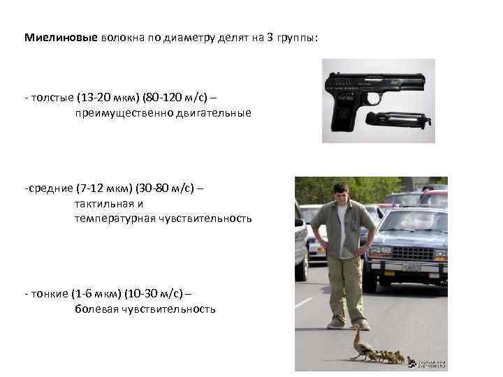 Миелиновые волокна по диаметру делят на 3 группы: - толстые (13 -20 мкм) (80