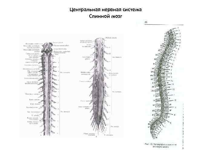 Центральная нервная система Спинной мозг 