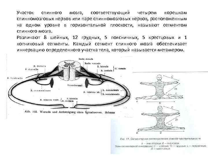 Схема сегмента спинного мозга