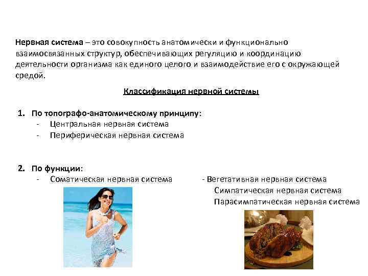Нервная система – это совокупность анатомически и функционально взаимосвязанных структур, обеспечивающих регуляцию и координацию