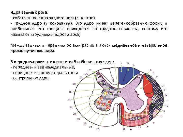 В передних рогах серого вещества находятся. Ядра заднего рога спинного. Ядра заднего рога спинного мозга. Функция ядер задних Рогов спинного мозга. Собственное ядро заднего рога спинного мозга.