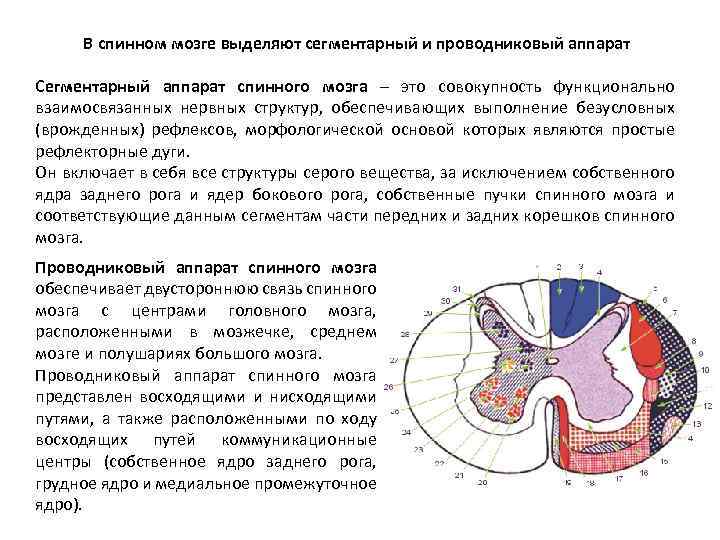 В спинном мозге выделяют сегментарный и проводниковый аппарат Сегментарный аппарат спинного мозга – это