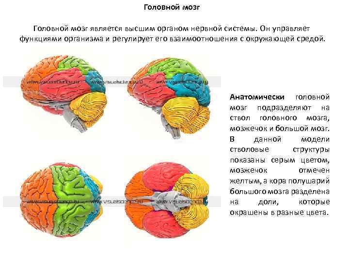 Головной мозг является высшим органом нервной системы. Он управляет функциями организма и регулирует его