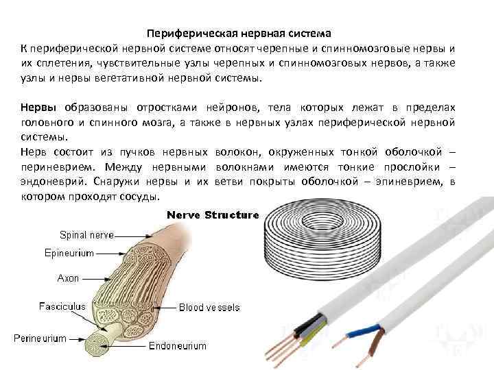 Периферическая нервная система К периферической нервной системе относят черепные и спинномозговые нервы и их