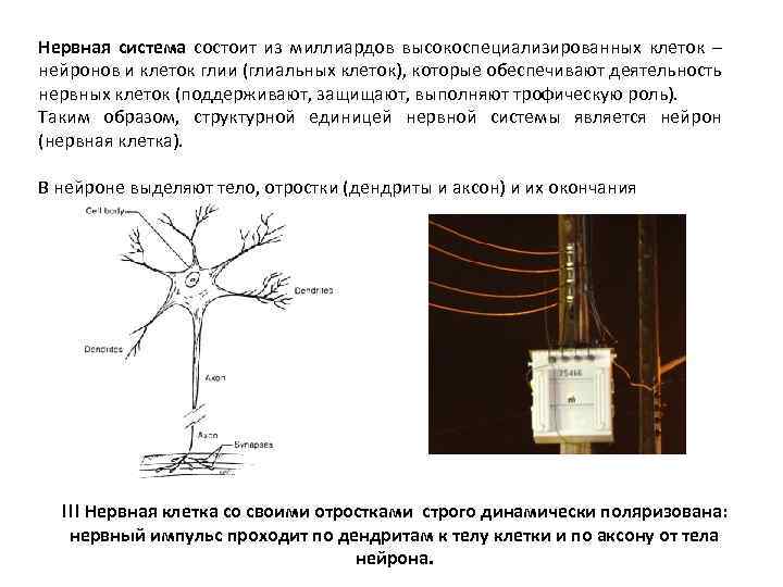 Нервная система состоит из миллиардов высокоспециализированных клеток – нейронов и клеток глии (глиальных клеток),