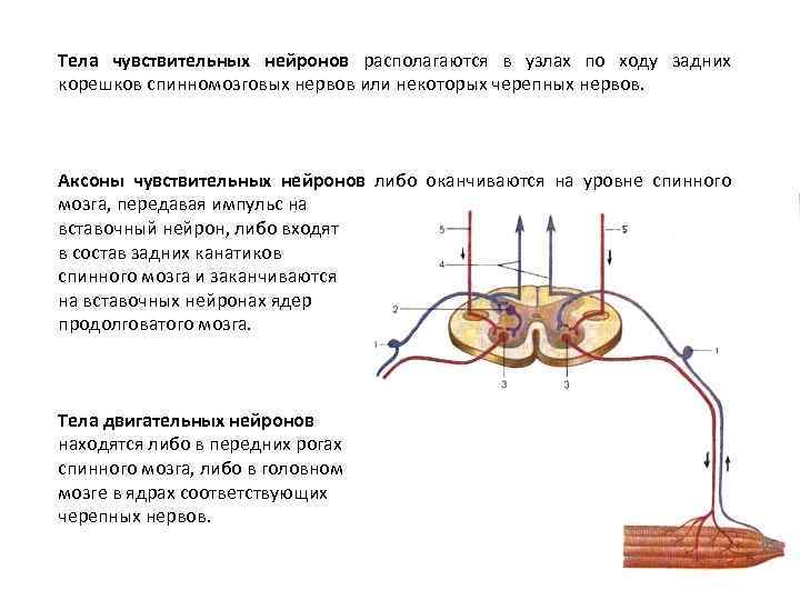 Тела чувствительных нейронов располагаются в узлах по ходу задних корешков спинномозговых нервов или некоторых