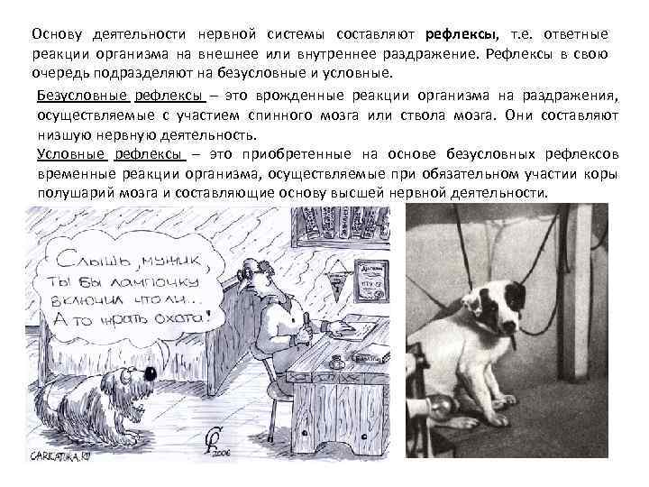 Основу деятельности нервной системы составляют рефлексы, т. е. ответные реакции организма на внешнее или