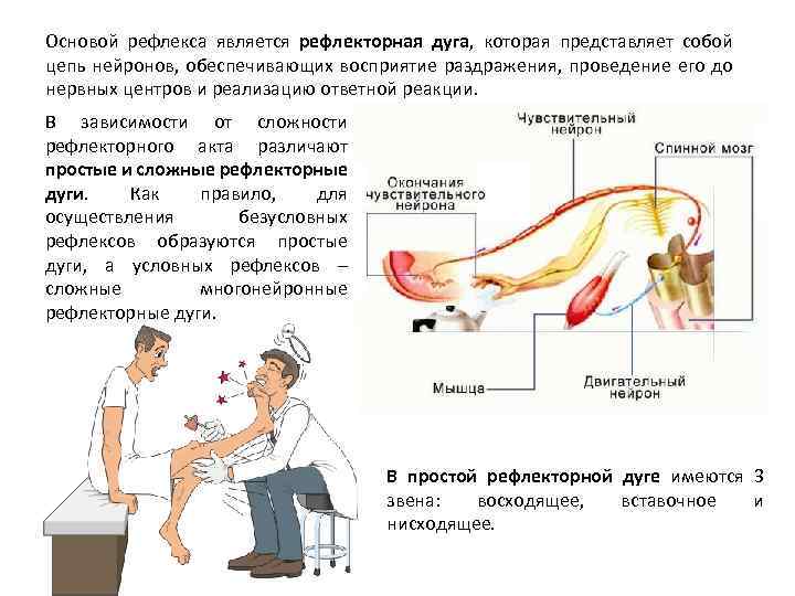 Основой рефлекса является рефлекторная дуга, которая представляет собой цепь нейронов, обеспечивающих восприятие раздражения, проведение