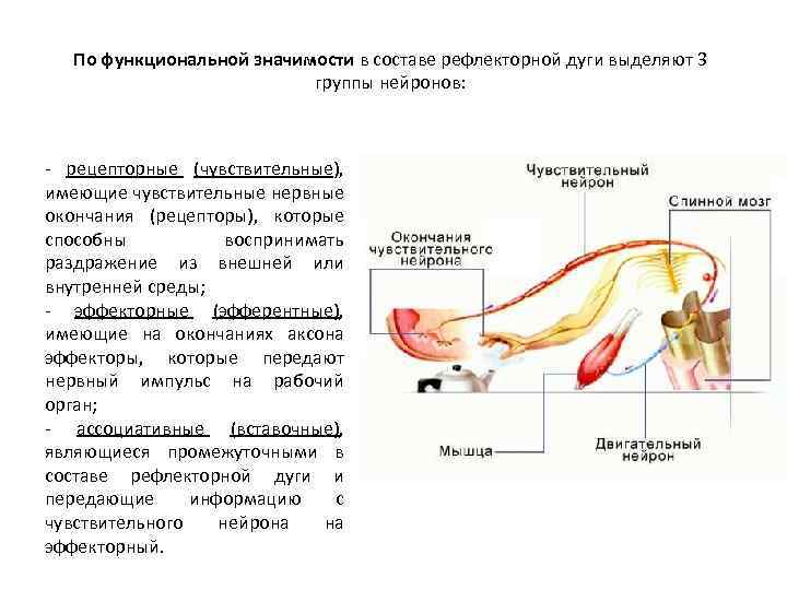 Установите последовательность нервного импульса по рефлекторной дуге. Рефлекторная дуга значимость. Функциональное значение рефлексов. В рефлекторной дуге выделяют:. Эффекторы нервной системы.