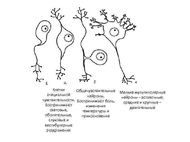 Клетки Общечувствительные Мелкие мультиполярные специальной нейроны – вставочные; чувствительности. Воспринимают боль, средние и крупные