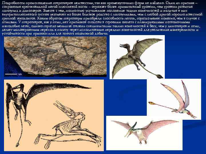 Подробности происхождения птерозавров неизвестны, так как промежуточных форм не найдено. Один их признак –