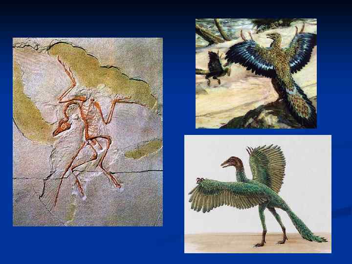 Возникновение первых птиц эра
