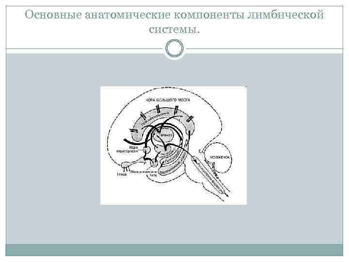 Основные анатомические компоненты лимбической системы. 