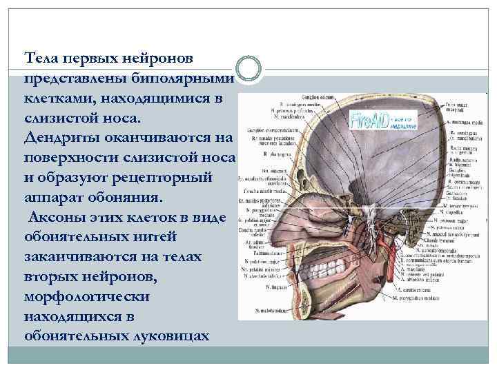 Тела первых нейронов представлены биполярными клетками, находящимися в слизистой носа. Дендриты оканчиваются на поверхности