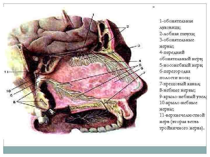 1 -обонятельная луковица; 2 -лобная пазуха; 3 -обонятельные нервы; 4 -передний обонятельный нерв; 5