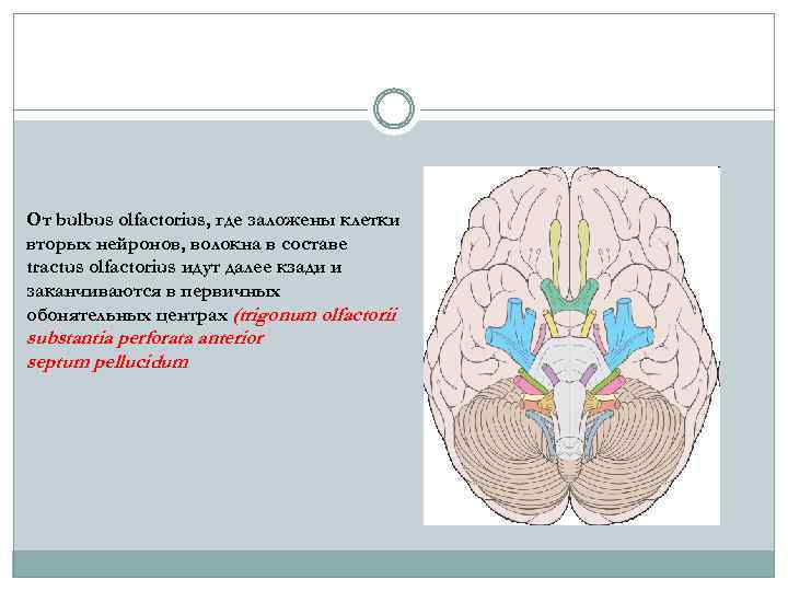 От bulbus olfactorius, где заложены клетки вторых нейронов, волокна в составе tractus olfactorius идут