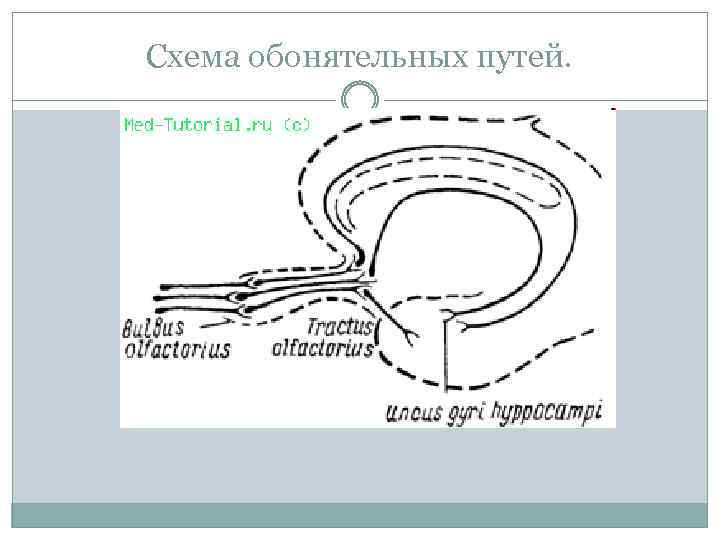 Схема обонятельных путей. 