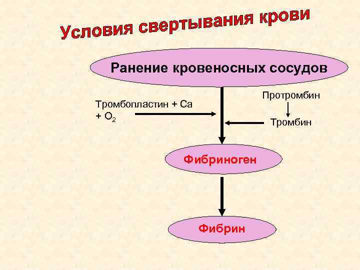 Ранение кровеносных сосудов Протромбин Тромбопластин + Са + О 2 Тромбин Фибриноген Фибрин 