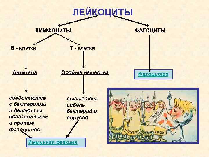 ЛЕЙКОЦИТЫ ЛИМФОЦИТЫ В - клетки Антитела соединяются с бактериями и делают их беззащитным и