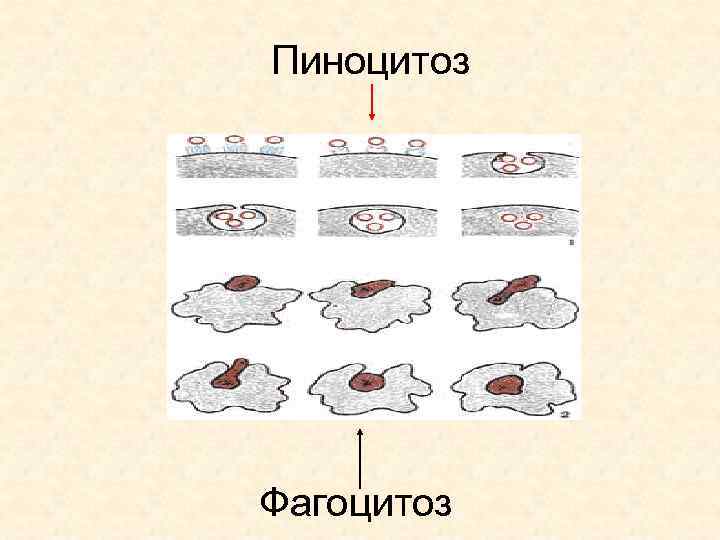 Пиноцитоз Фагоцитоз 