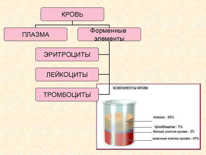 КРОВЬ ПЛАЗМА Форменные элементы ЭРИТРОЦИТЫ ЛЕЙКОЦИТЫ ТРОМБОЦИТЫ 