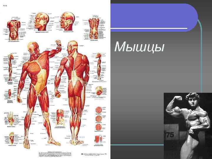 Мышцы 