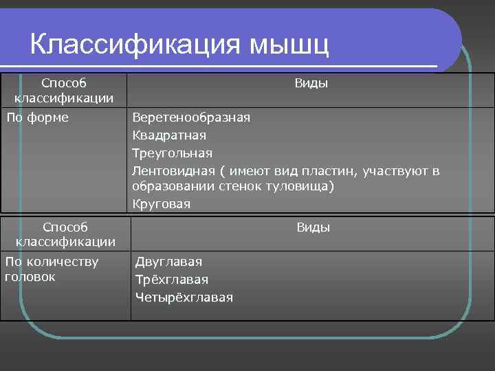 Классификация мышц Способ классификации По форме Виды Веретенообразная Квадратная Треугольная Лентовидная ( имеют вид