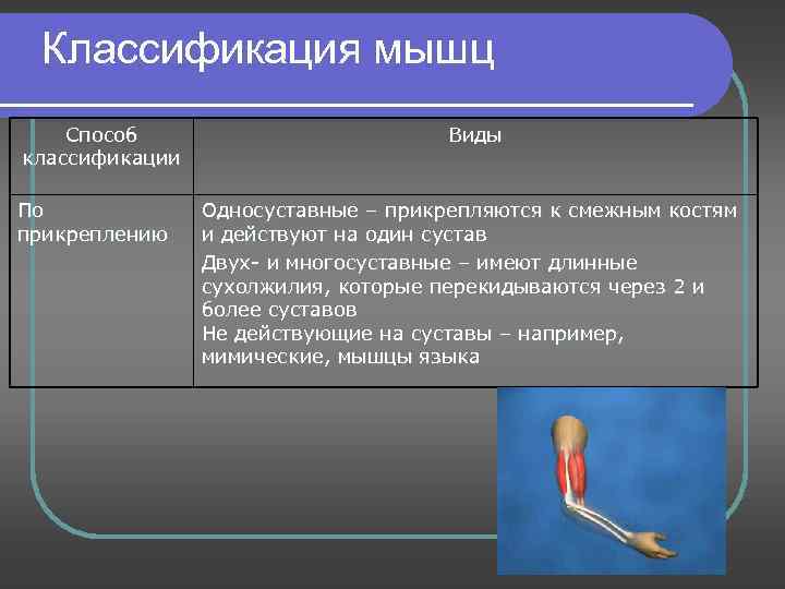 Классификация мышц Способ классификации По прикреплению Виды Односуставные – прикрепляются к смежным костям и