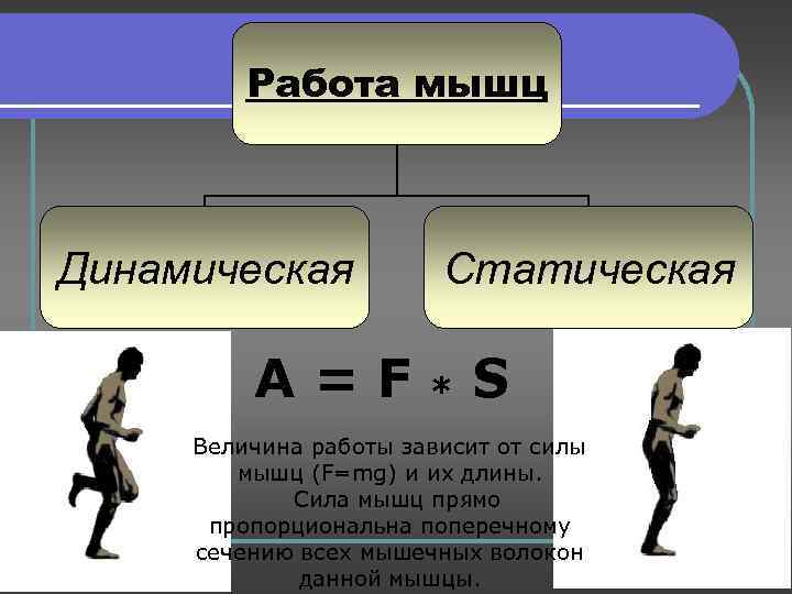 Работа мышц Динамическая A=F Статическая * S Величина работы зависит от силы мышц (F=mg)