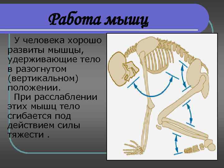 Работа мышц У человека хорошо развиты мышцы, удерживающие тело в разогнутом (вертикальном) положении. При