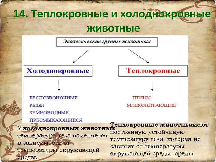 14. Теплокровные и холоднокровные животные Теплокровные животные имеют У холоднокровных животных постоянную устойчивую температура