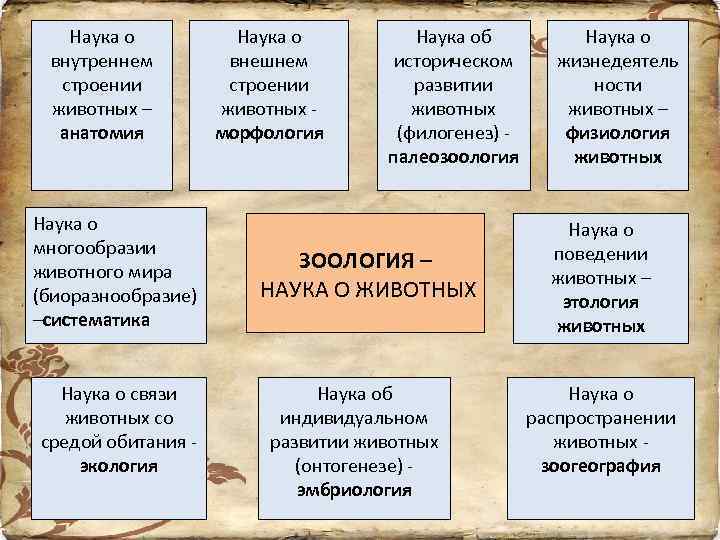 Наука о внутреннем строении животных – анатомия Наука о многообразии животного мира (биоразнообразие) –систематика