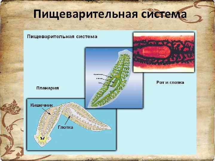 Пищеварительная система 