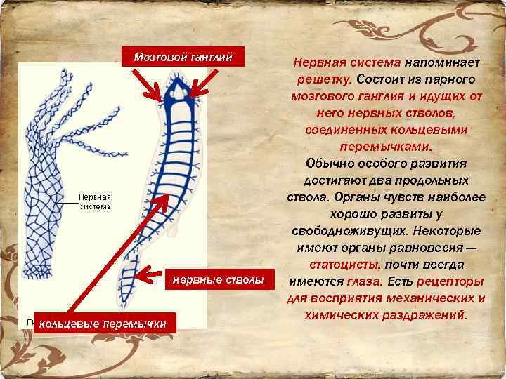 Мозговой ганглий нервные стволы, кольцевые перемычки Нервная система напоминает решетку. Состоит из парного мозгового