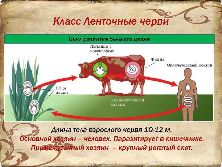 Класс Ленточные черви Цикл развития бычьего цепня Длина тела взрослого червя 10 -12 м.