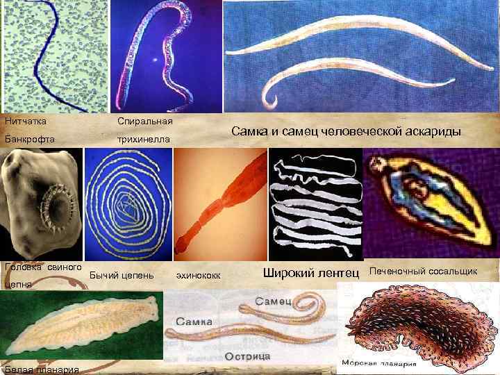 Нитчатка Спиральная Банкрофта трихинелла Головка свиного цепня Белая планария Бычий цепень Самка и самец