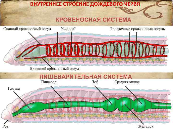 Плоские черви кровеносная система