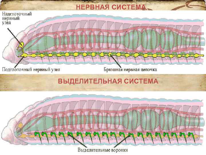 НЕРВНАЯ СИСТЕМА ВЫДЕЛИТЕЛЬНАЯ СИСТЕМА 