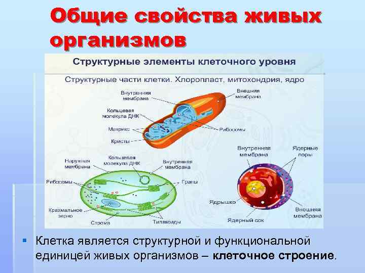 Общие свойства живых организмов § Клетка является структурной и функциональной единицей живых организмов –